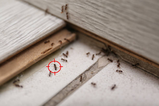 Best Termite Control Services  in Madison Heights, VA