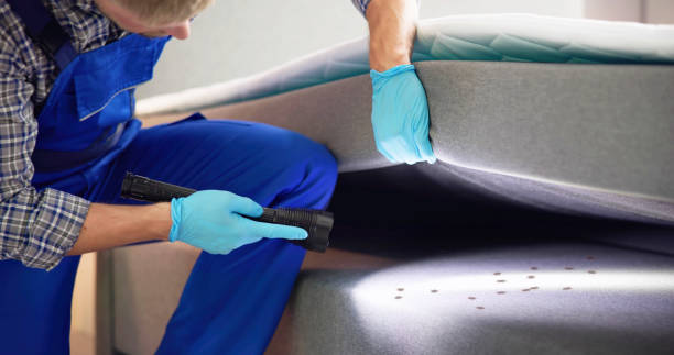 Best Wasp Removal Services  in Madison Heights, VA