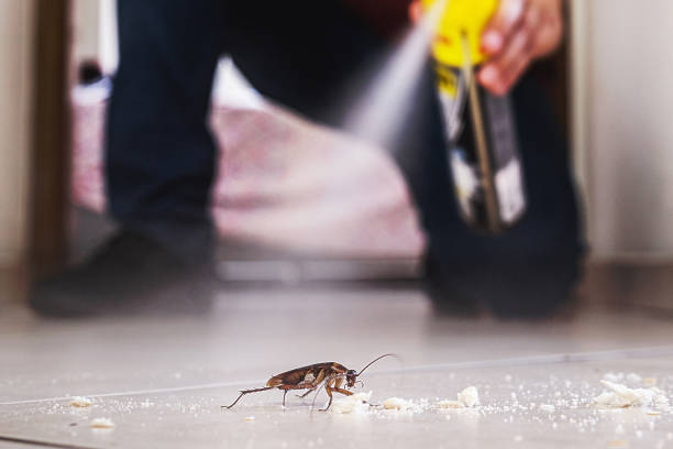 Best Rat Extermination Near Me  in Madison Heights, VA