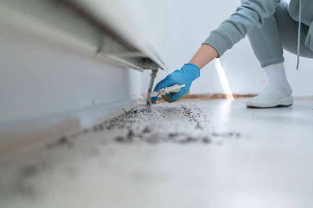 Best Ant Control Services  in Madison Heights, VA
